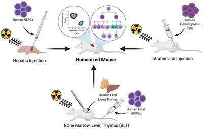 Building the Next Generation of Humanized Hemato-Lymphoid System Mice